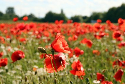 Mohnblumen Mohnblumen