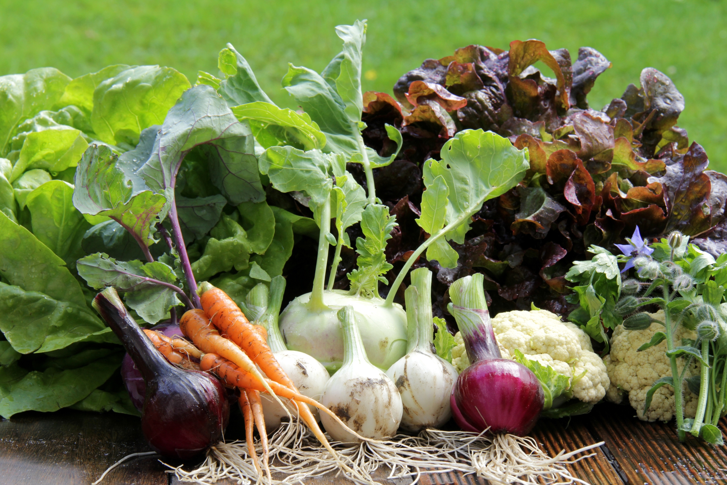 junges Gemüse aus Bioanbau