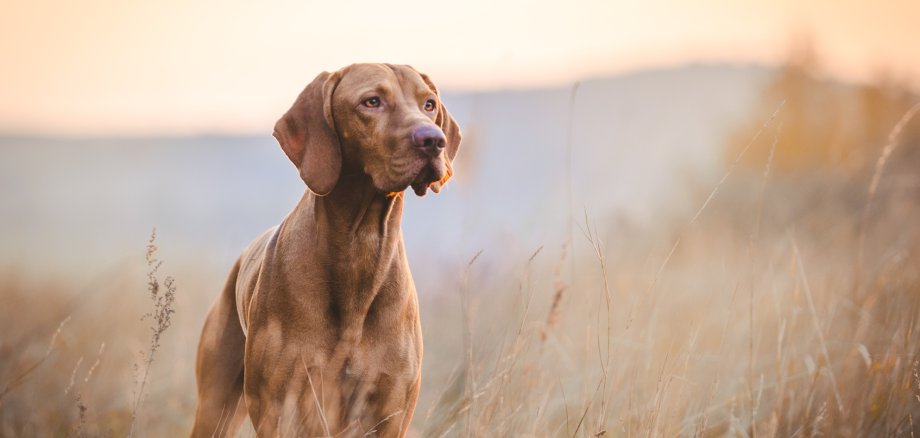 Hungarian hound pointer vizsla dog in autumn time in the field Hungarian hound pointer vizsla dog in autumn time in the field