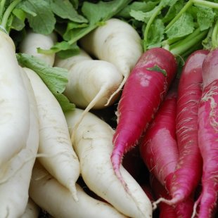 roter und weißer Rettich roter und weißer Rettich