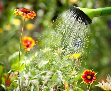 Watering flowers Watering flowers