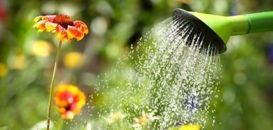 Watering flowers