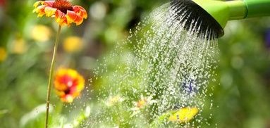 Watering flowers
