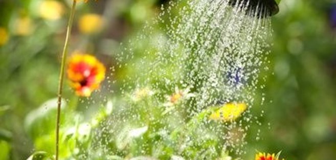 Watering flowers