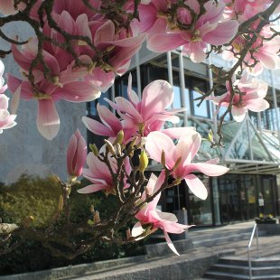 Magnolienbaum Rathaus