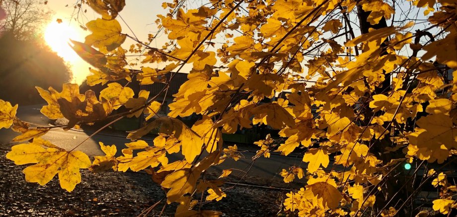 Herbstblätter