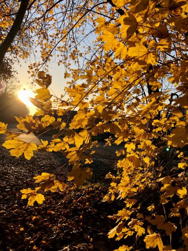 Herbstblätter