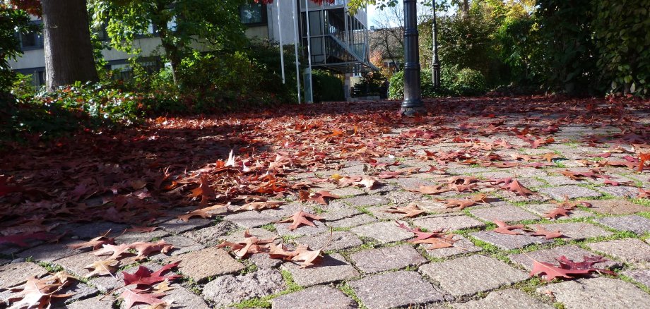 buntes Laub auf Pflastersteinen