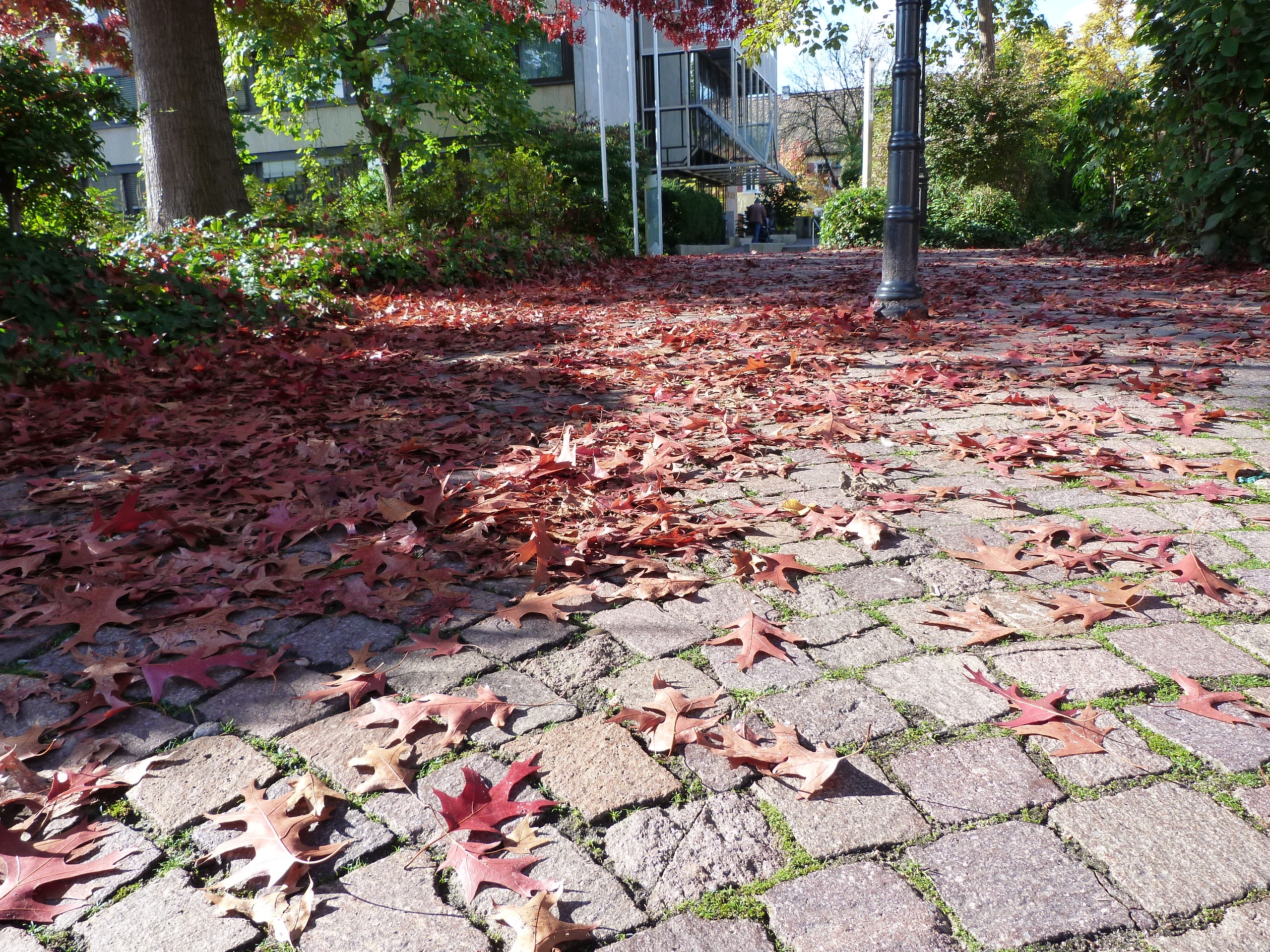 buntes Laub auf Kopfsteinpflaster