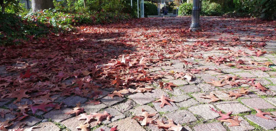 buntes Laub auf Kopfsteinpflaster