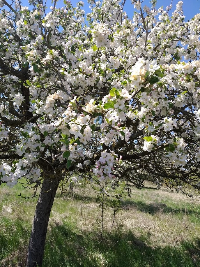 blühender Baum am Bahndamm