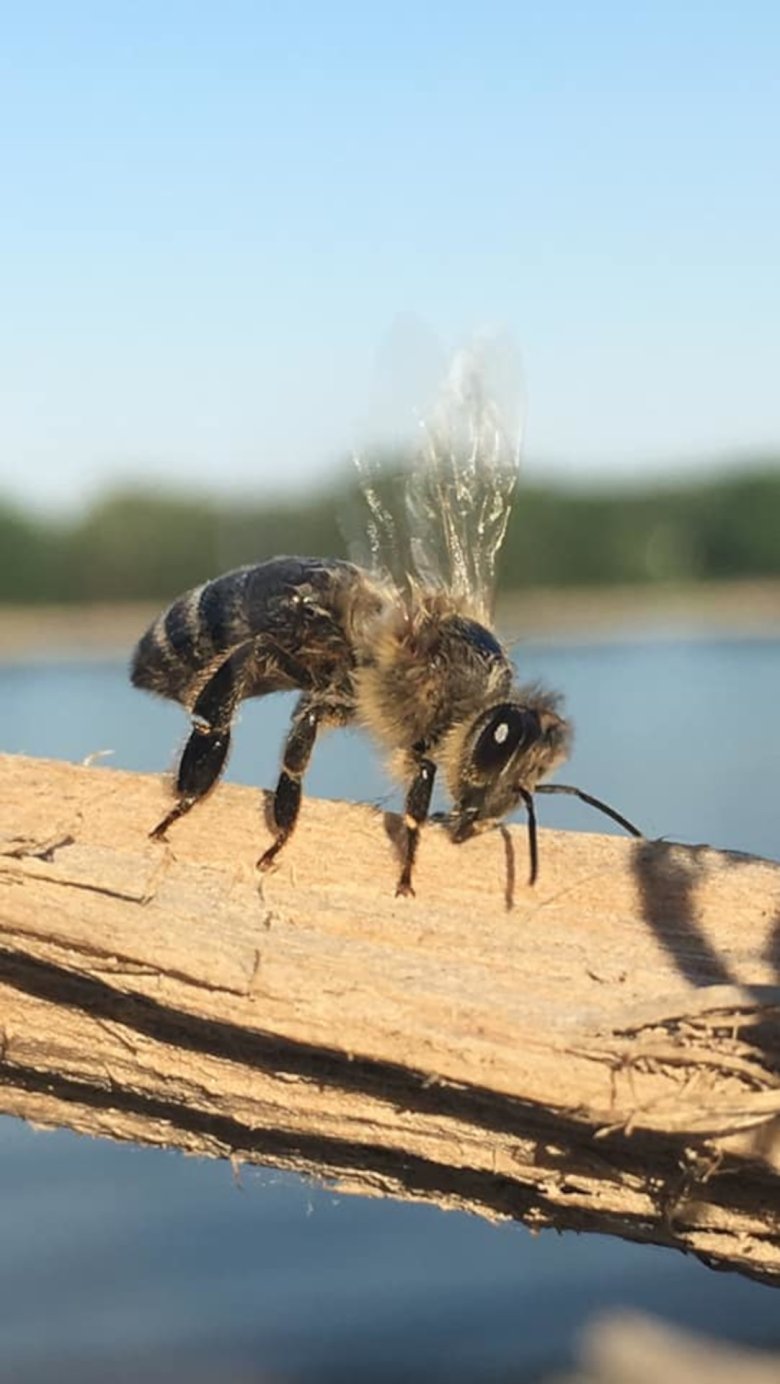 Biene auf Holz Biene auf Holz