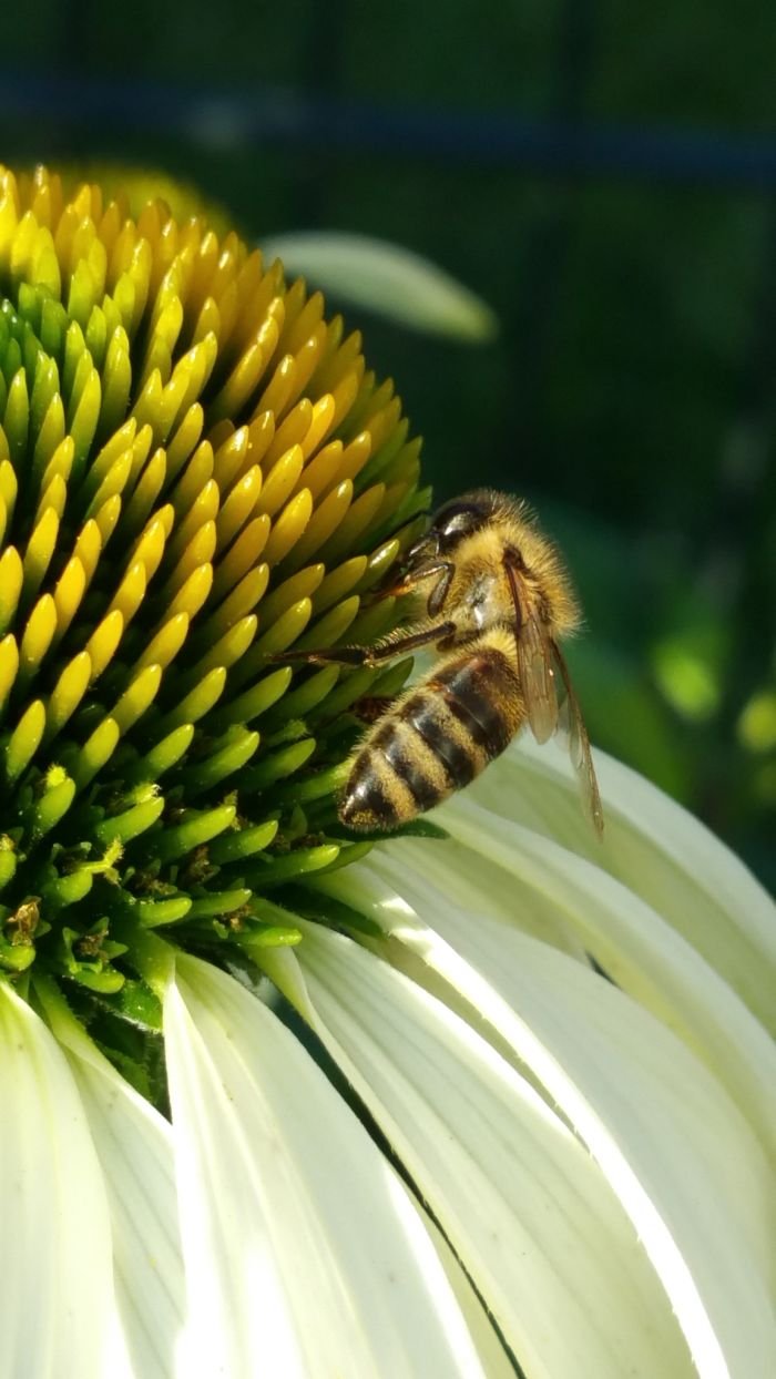 Blume des Sonnenhutes mit Biene