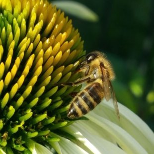 Biene mit Blume ©Katrin Pardall.jpg