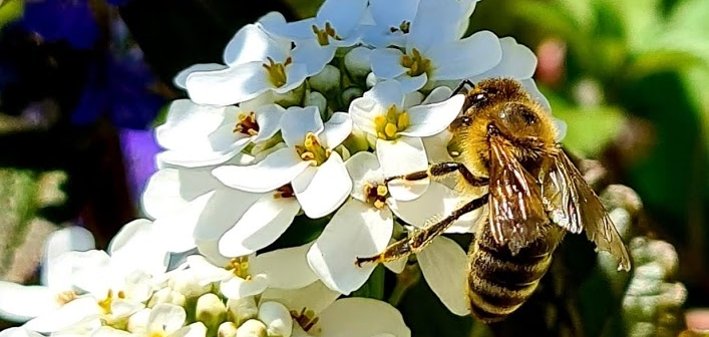 Blumen mit Biene Blumen mit Biene