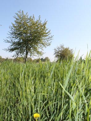 Wiesen rund um Schifferstadt