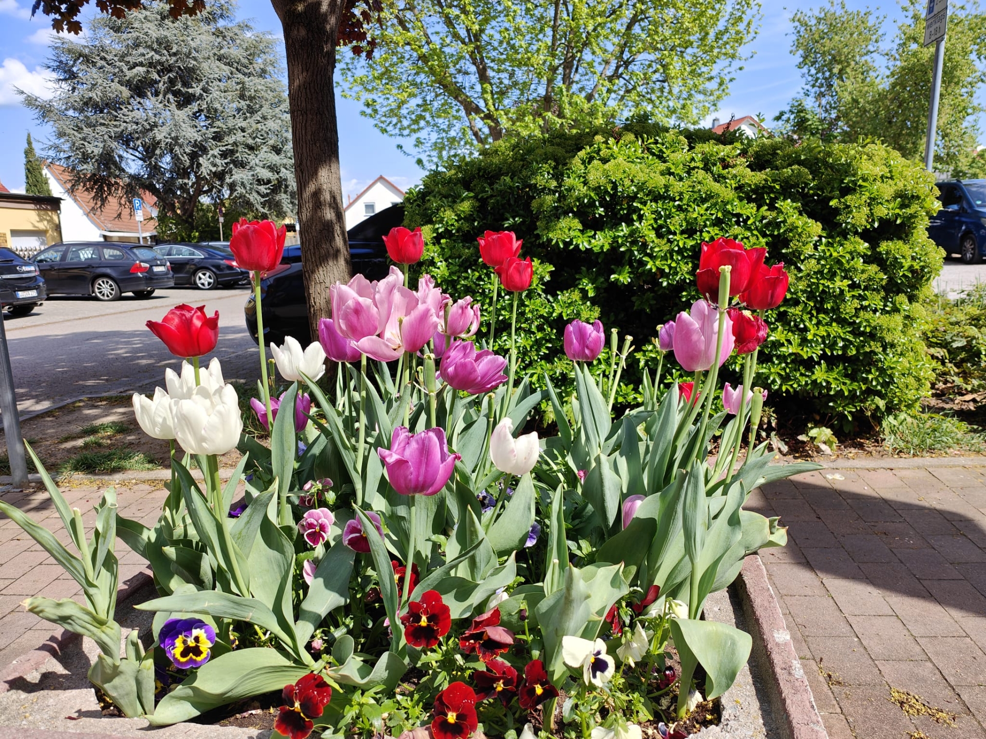 Tulpen in der Nähe vom Stadtpark 