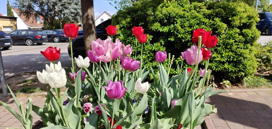 Tulpen in der Nähe vom Stadtpark