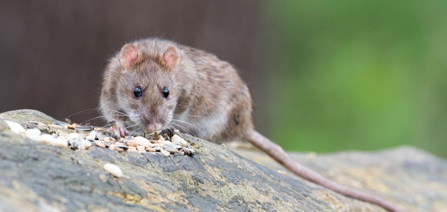 Ratte auf Stein