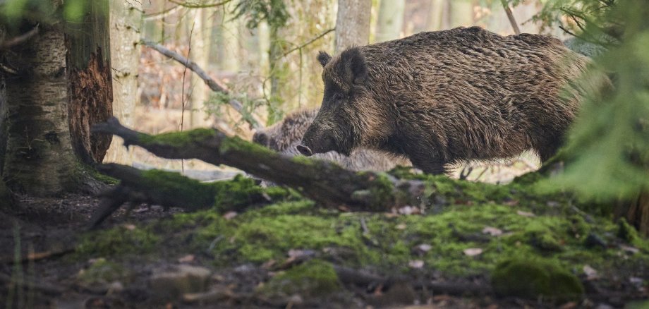 Wildschweine im Wald