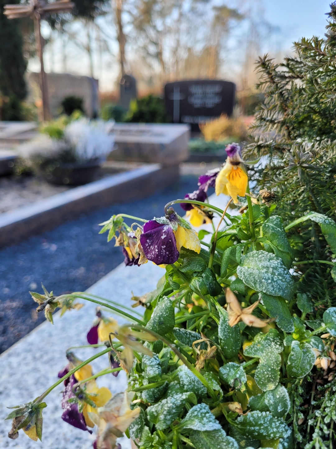Hornveilchen im Frost vor Grabeinfassung