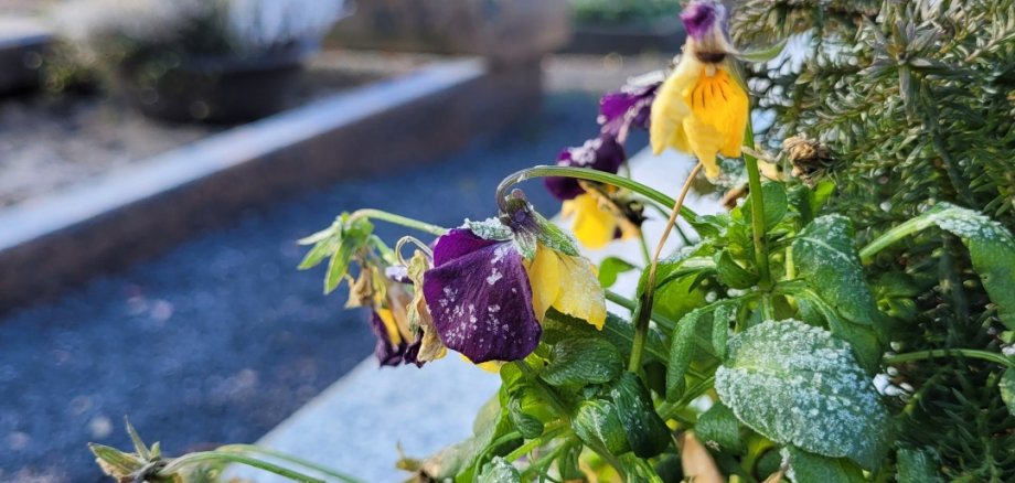 Hornveilchen im Frost vor Grabeinfassung