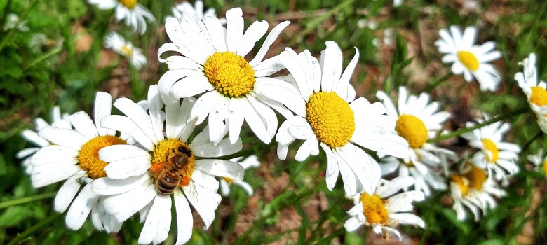 Biene auf Kamille Biene auf Kamille