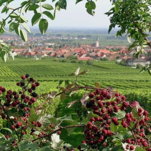Blick von den Weinbergen Blick von den Weinbergen