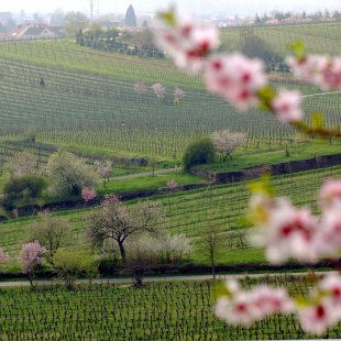 Mandelblüte Weinstrasse Mandelblüte Weinstrasse