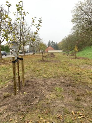 Landschaft mit jungen Bäumen