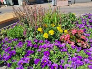Blühende Blumen