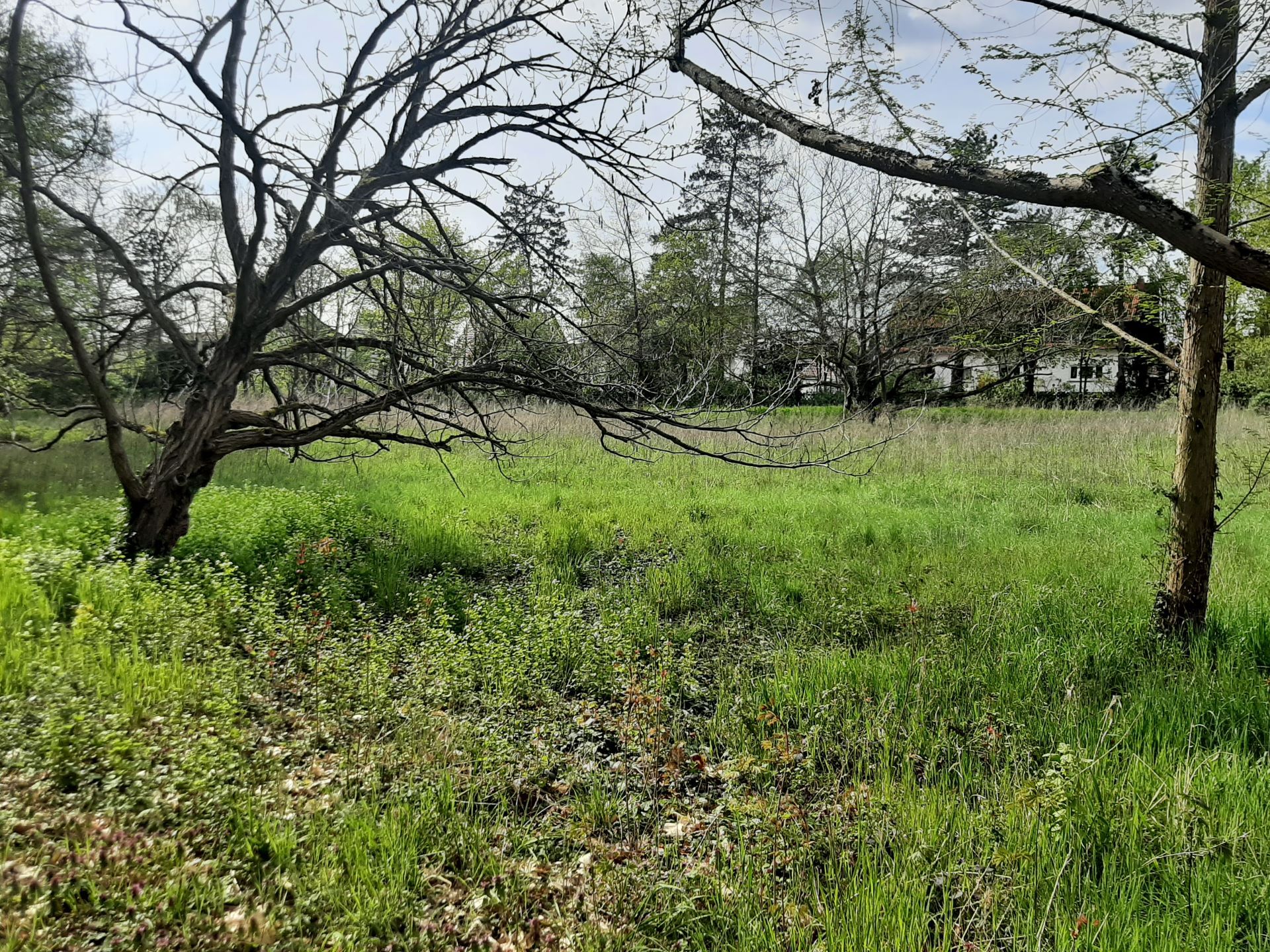 Wiese mit Bäumen am Waldfriedhof