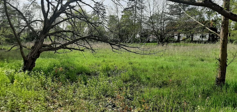 Wiese mit Bäumen am Waldfriedhof