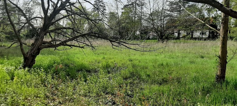 Wiese mit Bäumen am Waldfriedhof