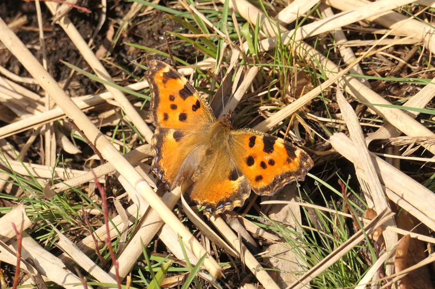Schmetterling