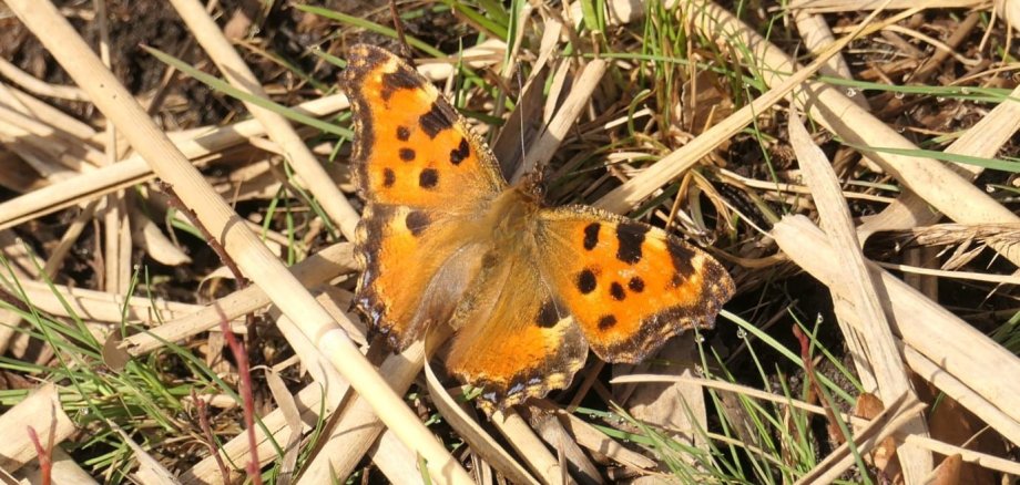 Schmetterling