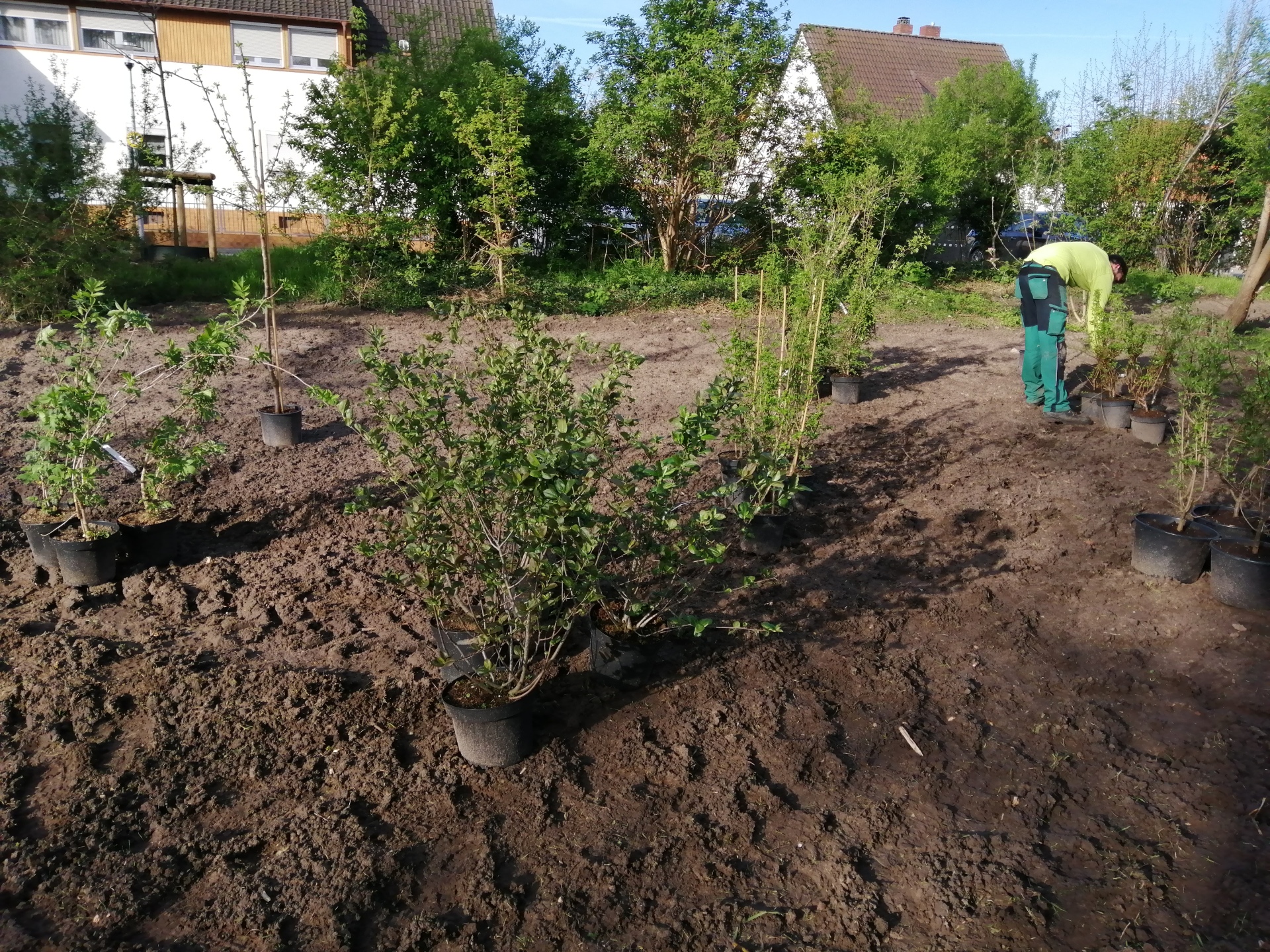 Neupflanzung am Schwanenweiher