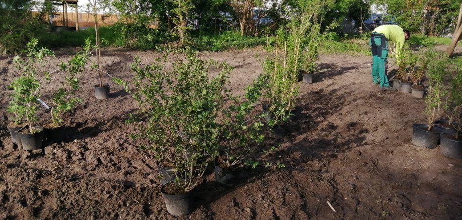 Neupflanzung am Schwanenweiher