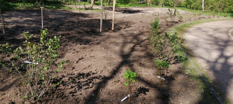 Neupflanzung am Schwanenweiher