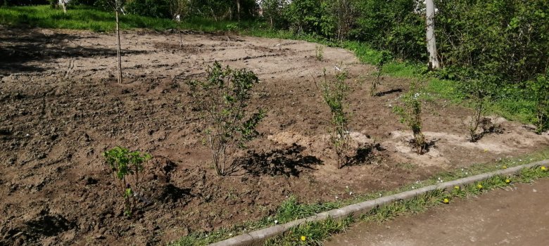 Neupflanzung am Schwanenweiher