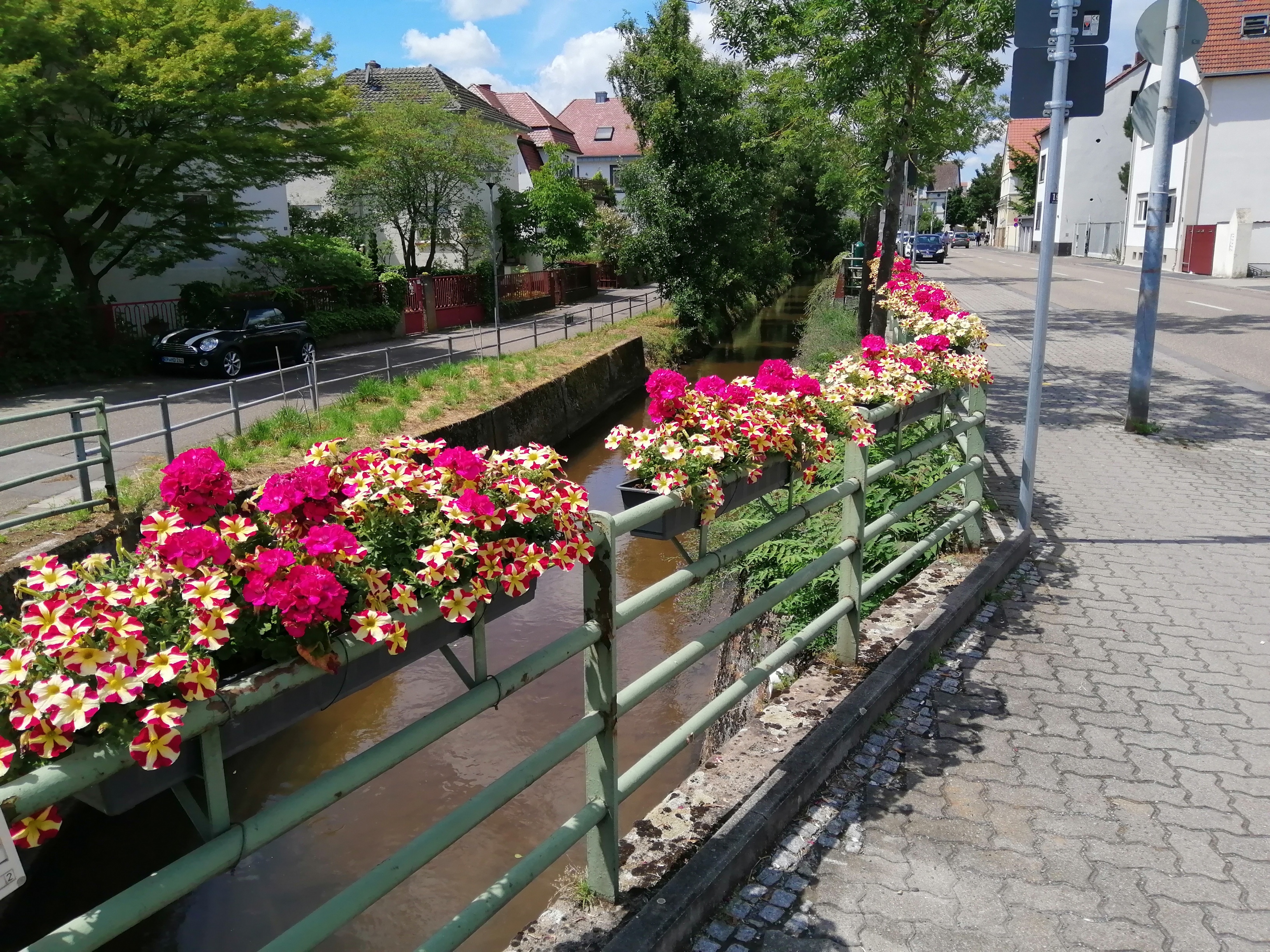 Blumen am Rehbach