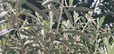 Olivenbaum Olivenbaum