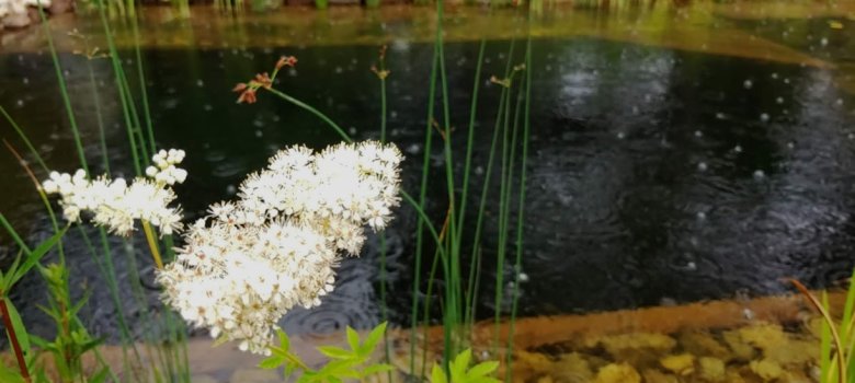 Impressionen Tag der offenen Gartentür