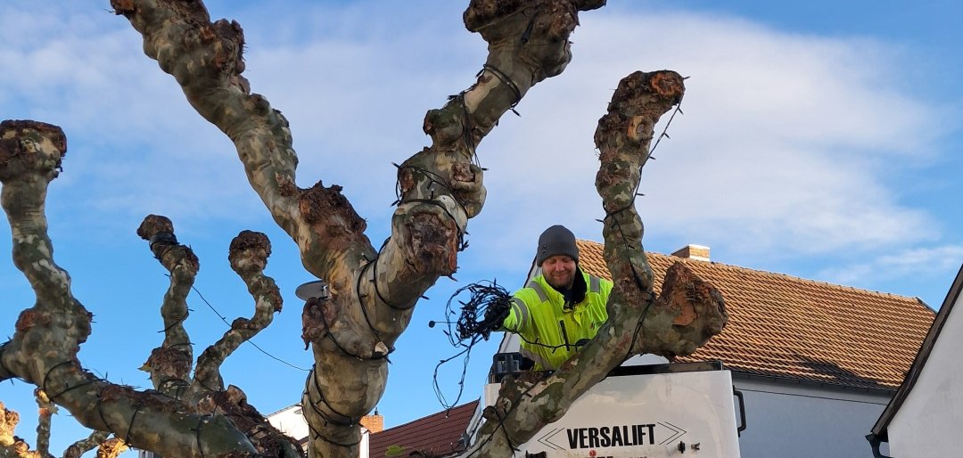 Mitarbeiter der Stadtwerke hängt die Beleuchtung an einen Baum auf dem Kreuzplatz