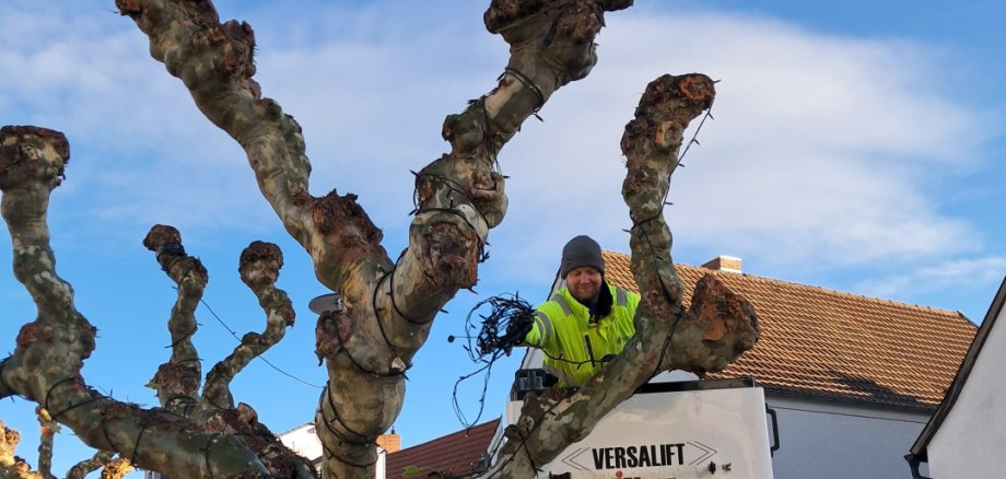 Mitarbeiter der Stadtwerke hängt die Beleuchtung an einen Baum auf dem Kreuzplatz