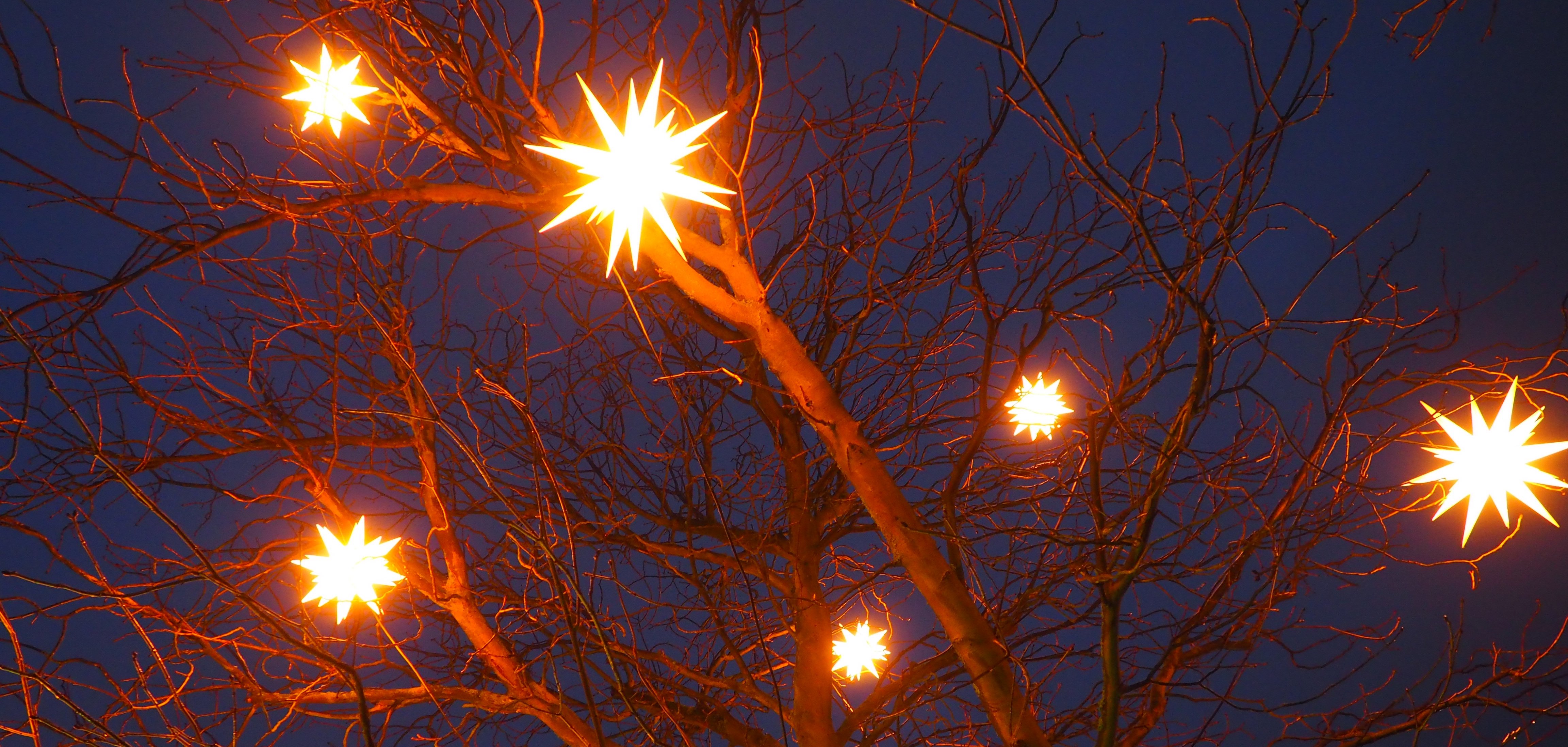 Sterne im Baum vor dem Rathaus Sterne im Baum vor dem Rathaus