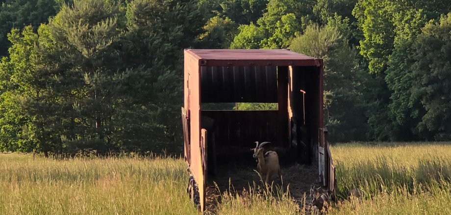offener Anhänger auf einer Wiese, in dem eine Ziege steht
